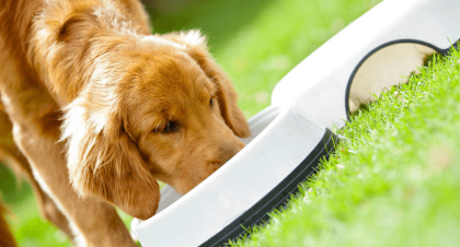 Picture for category Feeding and Watering for Dogs