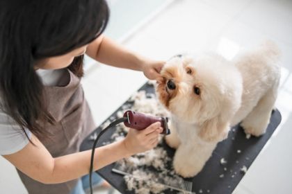 Picture for category Grooming for Dogs