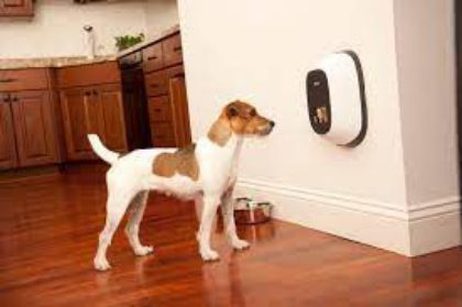 Picture for category Pet Video Camera for Dogs
