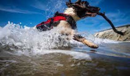 Picture for category Water Safety for Dogs