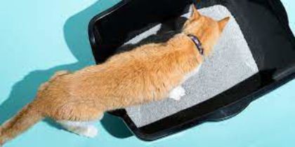 Picture for category Waste Management for Cats