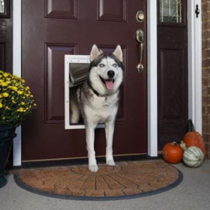 Picture for category Doors for Dogs