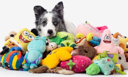 Picture for category Toys for Dogs